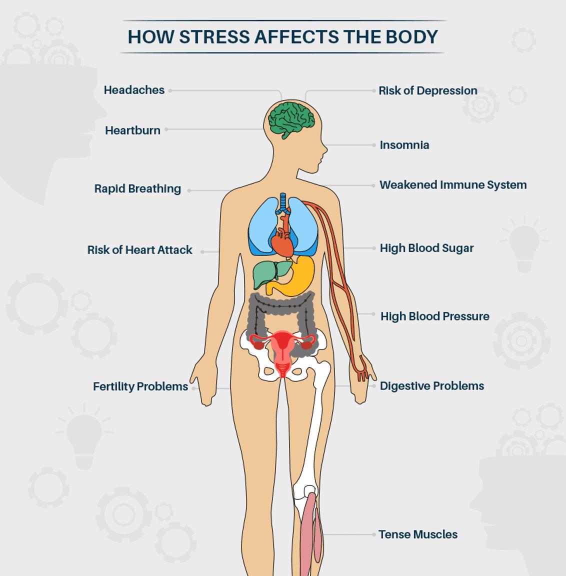 Effect of stress on body
